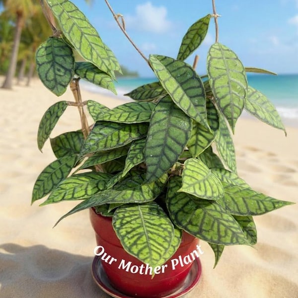 Hoya Callistophylla Large Leaf Hoya wax plant rare cuttings no roots or rooted starter really cool collector plant
