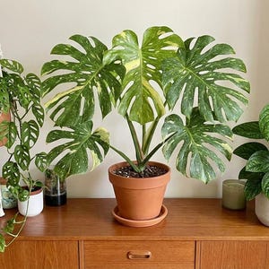 Monstera Albo Variegated Fenestration - Etsy