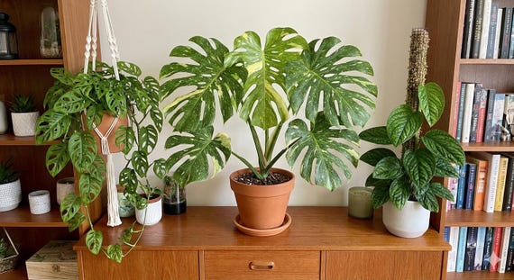 Mosntera Plant Cuttings Pick Which You Want - Common/Popular Rare & Uncommon Monstera, Variegated Houseplant