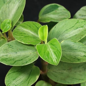 Peperomia Orba 'Pixie Lime' - Peperomia Pixie Lime