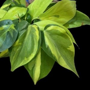Philodendron Carnival - Etsy