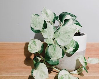 Esqueje de planta de Pothos Manjula Esqueje de Pothos blanco Recorte de hojas de nodo o iniciador enraizado