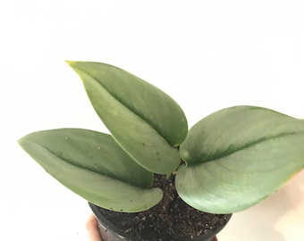 Silver Satin Pothos Cutting: Scindapsus Exotica - USA Grower Cutting or Starter Rooted Plant cool color