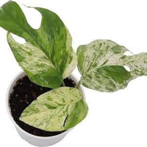 MEILLEUR prix Marble KING Pothos RARE Epipremnum pinnatum Boutures de plantes d'intérieur rares ou démarreurs enracinés image 8