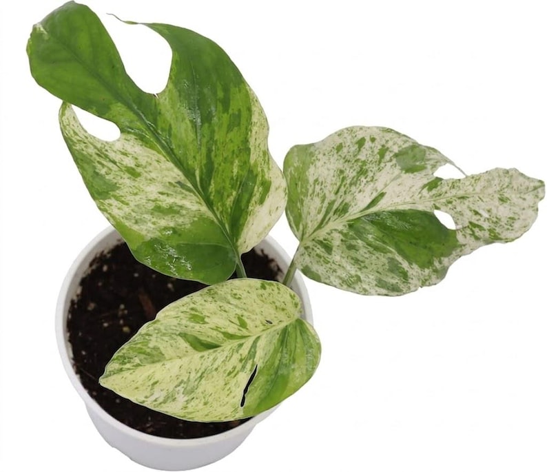 MEILLEUR prix Marble KING Pothos RARE Epipremnum pinnatum Boutures de plantes d'intérieur rares ou démarreurs enracinés image 8