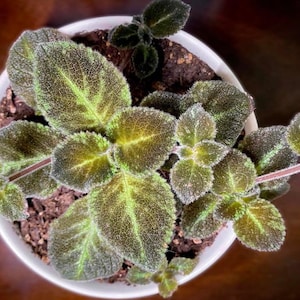May include: Overhead view of a potted plant with velvety, textured leaves. The leaves are a mix of green and brown, with lighter green veins. The plant is in a white ceramic pot, set against a dark brown background.