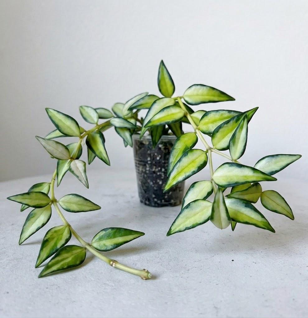 Bella Variegated RARE Hoya Luis Bois Inner Variegation Collectors Plant indoor blooming plant Cutting Or Starter Plant