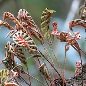 May include: Close-up of unique plant foliage with intricate, curled, and spiraled leaves. The leaves display a mix of green, brown, and reddish hues, with a textured appearance. The plant is attached to a tree trunk, with a blurred background.