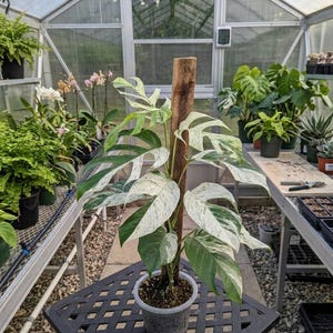 Peut inclure: Une plante de Monstera en pot avec de grandes feuilles panach&eacute;es dans une serre. Les feuilles pr&eacute;sentent des motifs verts et blancs. La plante est soutenue par un tuteur en bois et repose sur une table en m&eacute;tal noir.