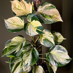 May include: A houseplant in a terracotta pot, featuring large leaves with a mix of green, white, and yellow variegation. The plant is supported by a moss pole. The background is a dark green.