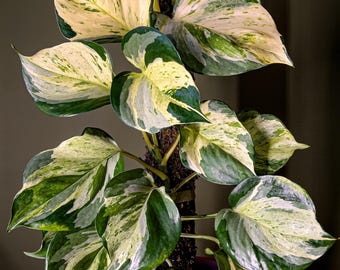White Manjula Pothos Rare Pothos Plant Cutting OR rooted Starter Plants Pothos House Plant Indoor Varagatied Pathos FREE Bonus Plant Gift