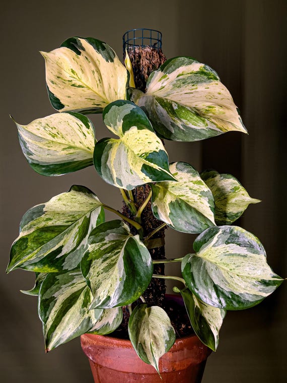 White Manjula Pothos Rare Pothos Plant Cutting OR rooted Starter Plants Pothos House Plant Indoor Varagatied Pathos FREE Bonus Plant Gift