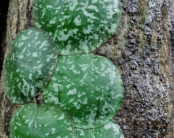 Hoya imbricata | The Exotic Shingle Plant - RARE Uncommon Odd Unusually Shingles
