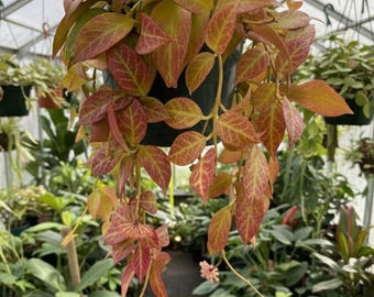 Hoya Sunrise great hoya turns red in sun/stress cuttings or starters Great Hoya Turns Red In Sun/Stress