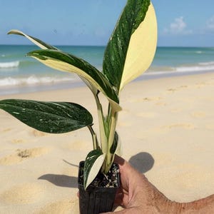 Monstera Standleyana Cobra - Etsy