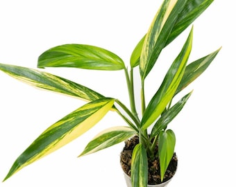 Sliver Streak Variegated Epipremnum amplissimum RARE Pothos REALLY nice look cutting or starter plant