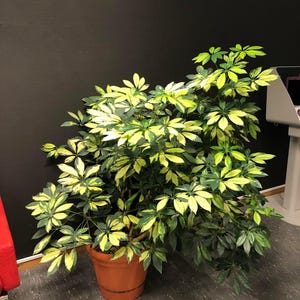 Schefflera Trinette Variegated Cuttings Or Rooted Plant Size Options Grows Topical Yard Plant Or Houseplant Umbrella Tree