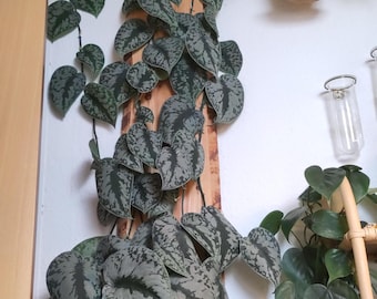 Silver Satin Scindapsus Exotica Pothos No Roots Cutting or Rooted Starter Plant Variegated Sliver Tropical Plant Rare Large Leaf
