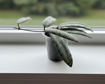 Hoya Chiang Dao Silver - Etsy