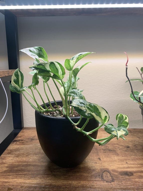 N Joy Pothos (Epipremnum aureum) Indoor Houseplant Cutting or Rooted Starters Easy Care Plant Free Bonus Plant Gift