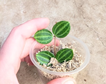 Dischidia ovata Watermelon Dischidia Leaf Node Cutting Clipping 2 Nodes 2 Leaf Spots