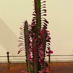 May include: A tall, potted Euphorbia plant with multiple upright stems. The stems are green with reddish-purple leaves. The plant is in a green pot, set against a neutral background. The plant's unique form makes it a striking decorative element.