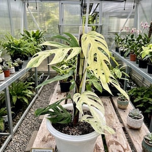 Peut inclure: Une plante en pot Epipremnum pinnatum 'Marble King' avec des feuilles panach&eacute;es vertes et cr&egrave;me. La plante est dans un pot blanc, pos&eacute;e sur une surface en bois &agrave; l'int&eacute;rieur d'une serre. D'autres plantes sont visibles en arri&egrave;re-plan.