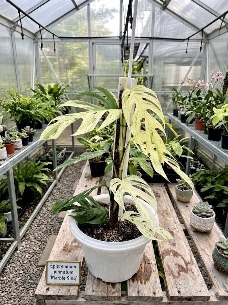 Peut inclure: Une plante en pot Epipremnum pinnatum 'Marble King' avec des feuilles panach&eacute;es vertes et cr&egrave;me. La plante est dans un pot blanc, pos&eacute;e sur une surface en bois &agrave; l'int&eacute;rieur d'une serre. D'autres plantes sont visibles en arri&egrave;re-plan.