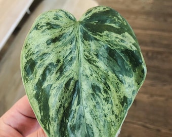 Variegated Heart Shape Philodendron hederaceum - Cutting or Rooted Starter Rare Collctors Plant Super Pretty