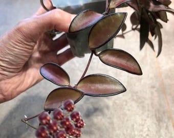 Rosita Hoya Wax Hoya plante d'intérieur \/ RARE à obtenir des boutures ou une entrée enracinée facile d'entretien plante d'intérieur fleurie acceptant les animaux de compagnie