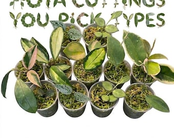 Châssis Hoya que vous construisez/choisissez - Plante à cire commune/Populaire et peu commune/Rare Hoya de tous types