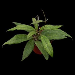 Rare Hoya UT-073 Cutting or Starter Plant: Collector&#39;s Item