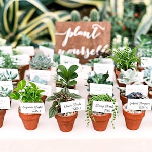May include: A collection of small potted plants, including succulents and ferns, arranged on a white surface. Each terracotta pot holds a different variety of greenery and has a small name card. A wooden sign with the words "plant yourself!" is in the background.
