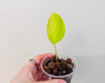 Epipremnum aureum Champs Élysées Rare Pothos Cuttings! 1-4 Leaf and Node Cuttings Pick the size