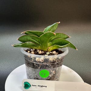 Sansevieria Kingkong