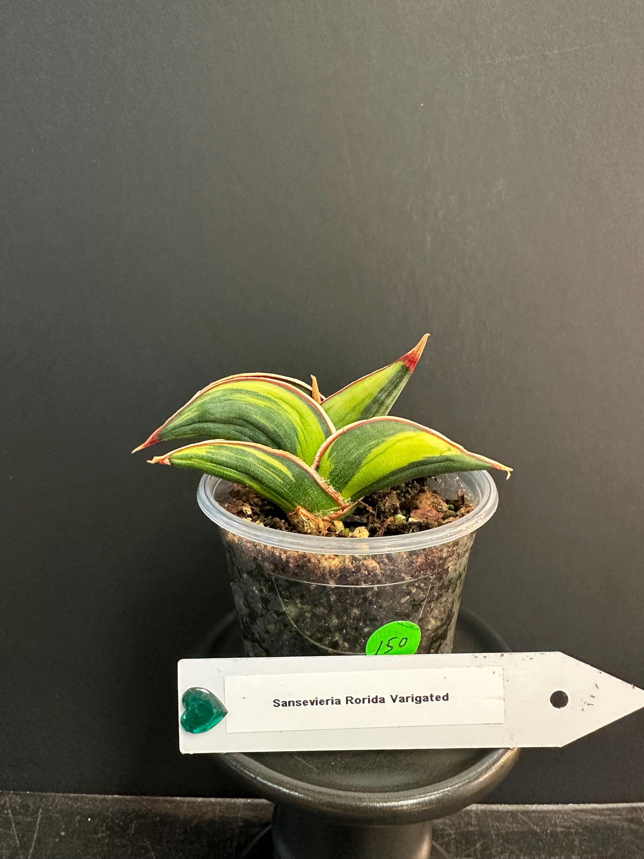 Sansevieria Rorida Var. - Etsy