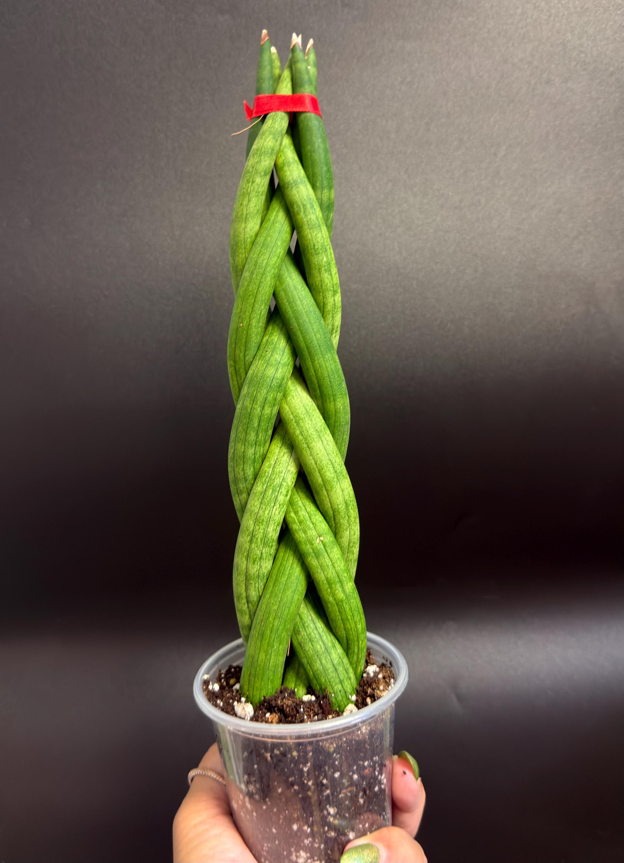 Braided Snake Plant - Etsy