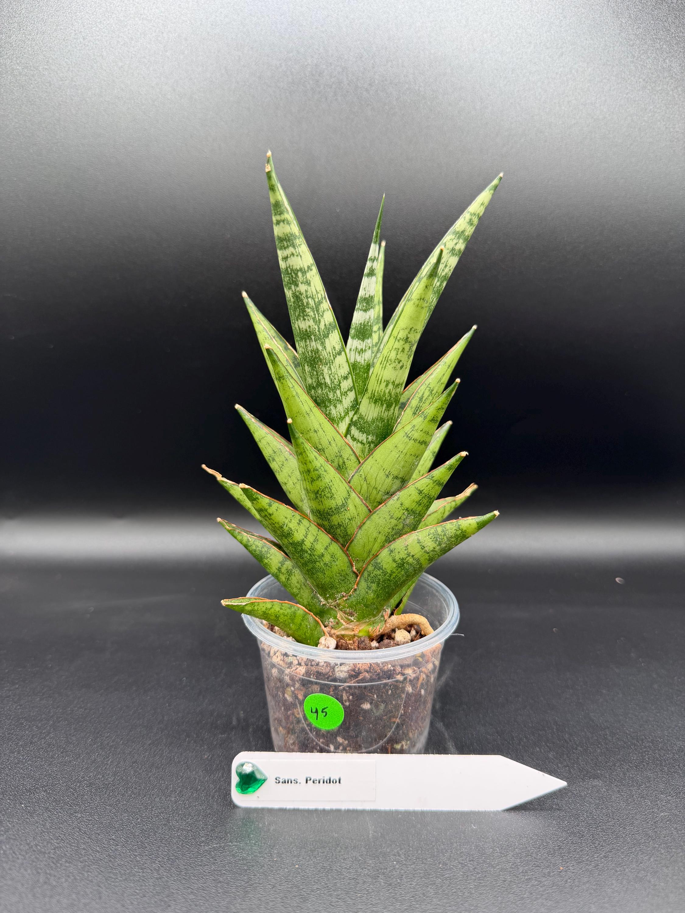 専用　Sansevieria pinguicula Longifoli Sansevieria pinguicula – Fantastic Gardens