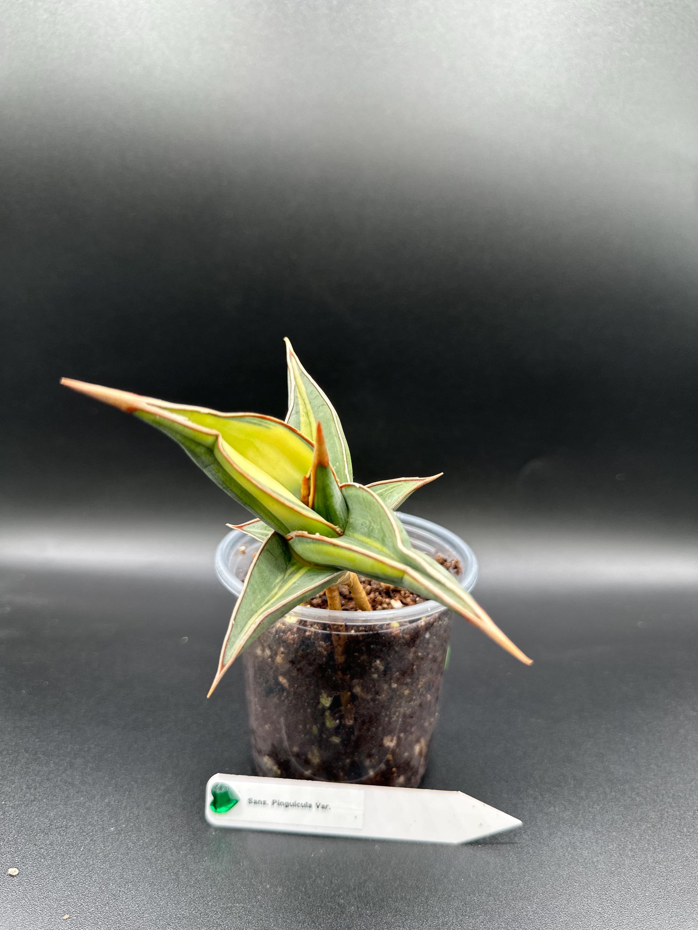 専用　Sansevieria pinguicula Longifoli Sansevieria 'Pinguicula' - Gabbar Farms