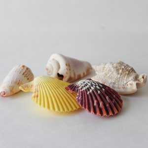 Natural Seashell Collection Beach Decor Set of 5
