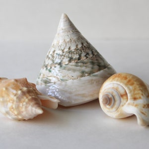 Vintage Seashell Collection Beach Decor Set of Three