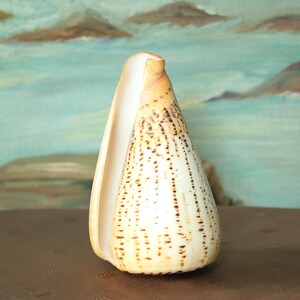 Alphabet Seashell Conus Spurius Crafting Beach Decor