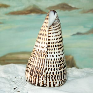 Alphabet Cone Seashell Conus Spurius Crafting Beach Decor