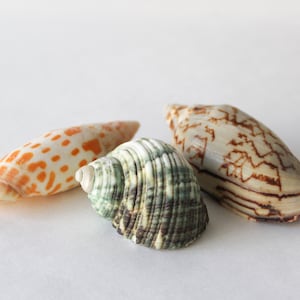 Natural Seashell Collection Beach Decor Set of Three
