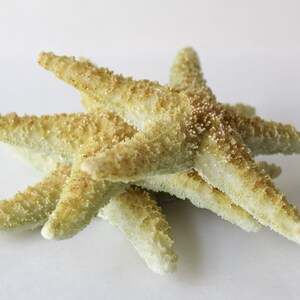 Natural Starfish Collection Beach Decor Set of Three