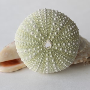 Natural Seashell Collection 3 Nice Shells