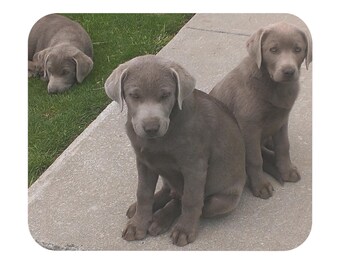 Op de afbeelding: Drie zilveren Labrador Retriever pups. Twee pups zitten rechtop, terwijl de derde op het gras ligt. De pups hebben slappe oren en een zachte, grijsblauwe vacht. Ze bevinden zich op een betonnen oppervlak.
