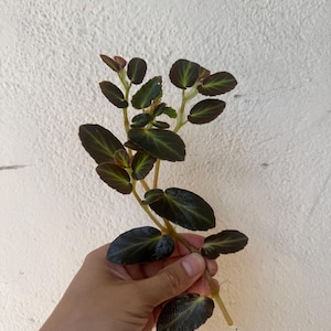 Begonia Thelmae | Cutting | Small Terrarium Begonia