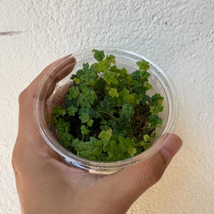Ficus Pumila var. Quercifolia | Potted Cutting | Micro Ficus Terrarium Climber | String of Frogs