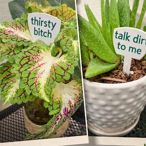 Puede incluir: Dos estacas para plantas con frases humorísticas. Una estaca dice "thirsty bitch" junto a una planta con hojas verdes y moradas. La otra dice "talk dirt to me" junto a una planta de aloe vera en una maceta blanca. El texto "Funny Plant Stakes" está en la parte superior.